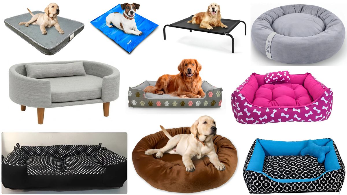 as 10 melhores cama para pet